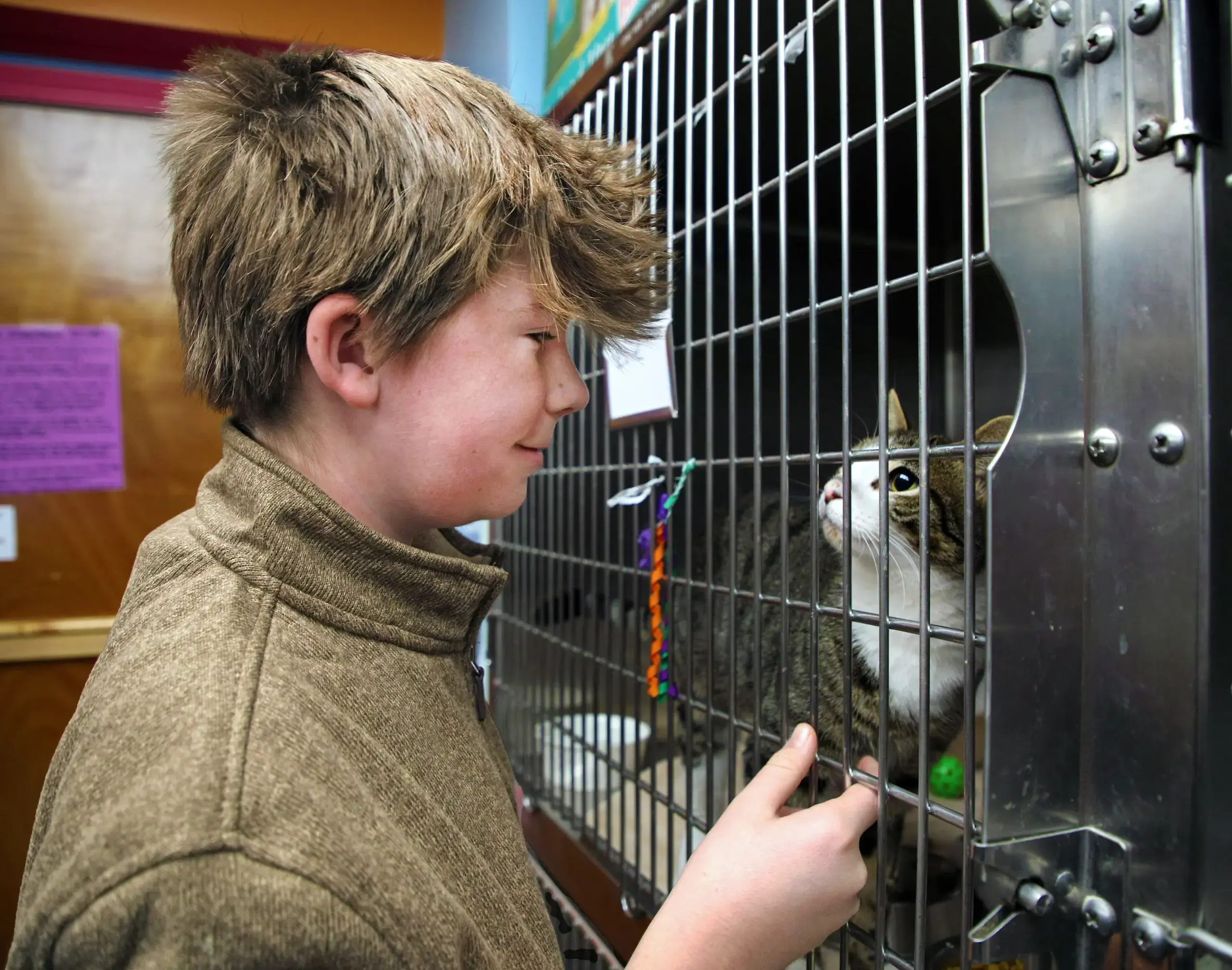 Student with cat at the Worcester Animal Shelter - WARLContent - Landscape Image,MS Service Learning,Student with cat at WARL