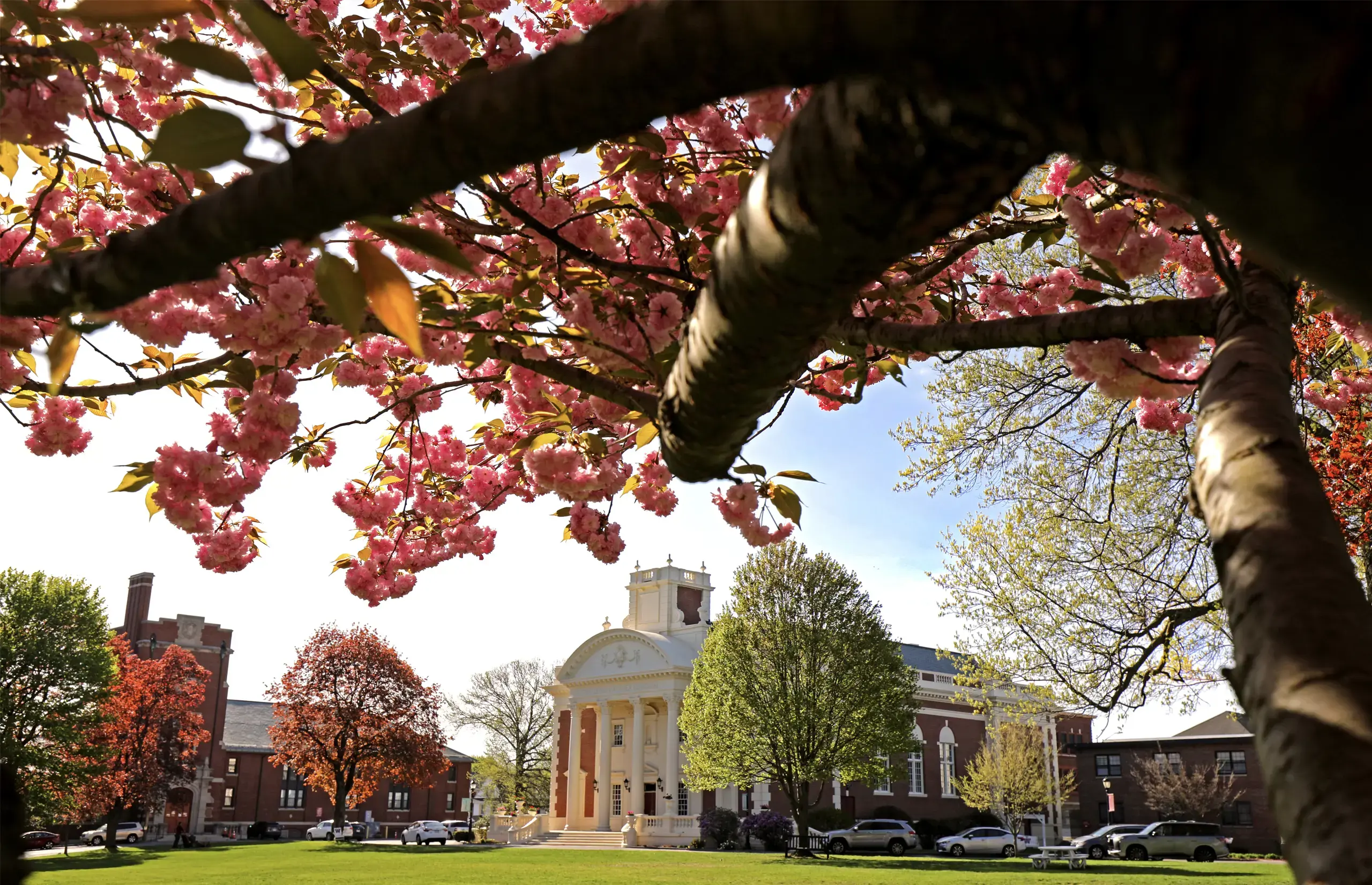 Warner Theater at spring season with tree in bloom.