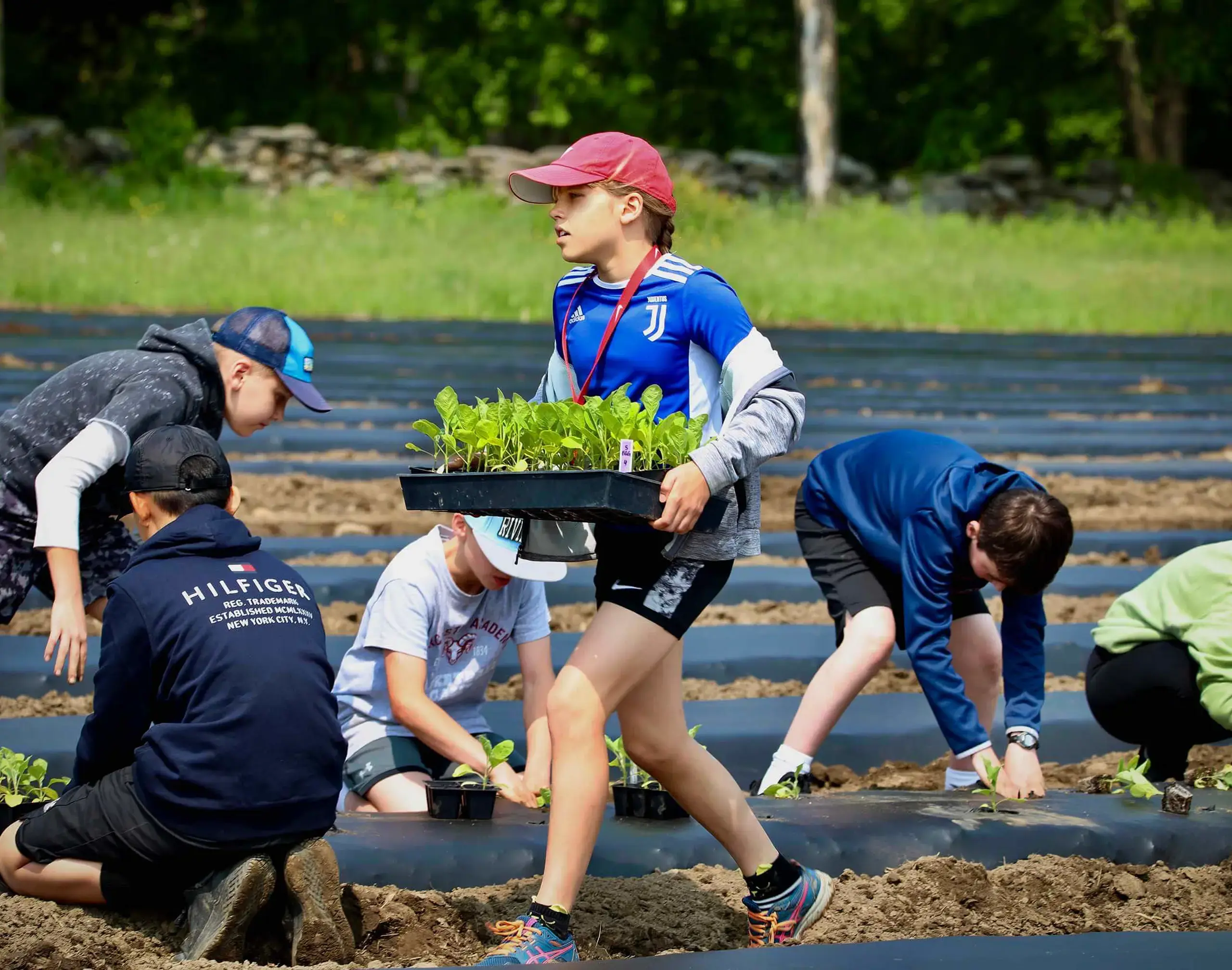 Worcester Academy Students planting vegetables as part of a community project