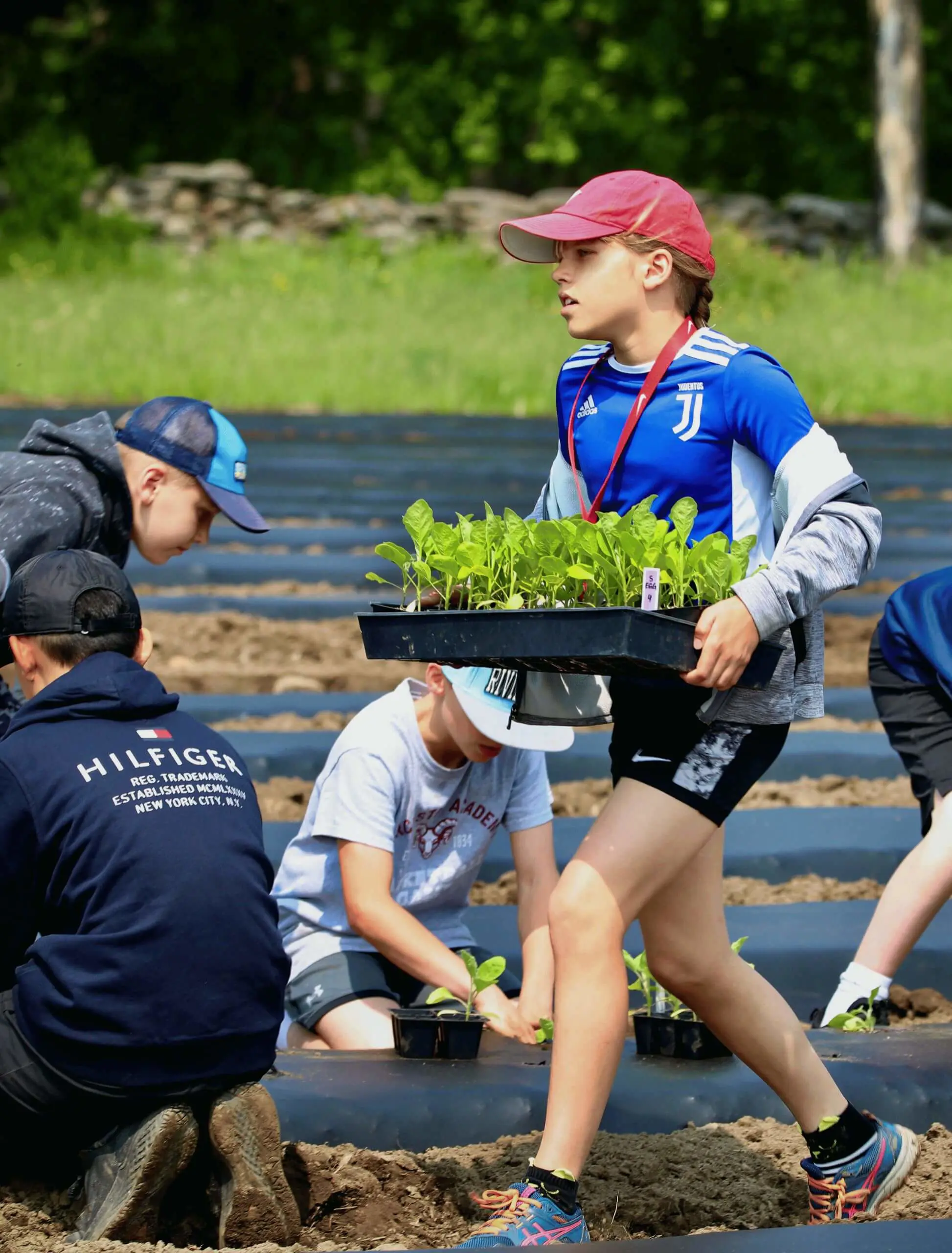 Worcester Academy Middle School students farming as part of the Service Program